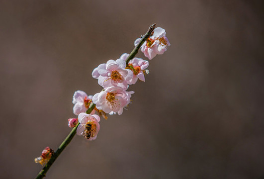 中山市樹木園梅花