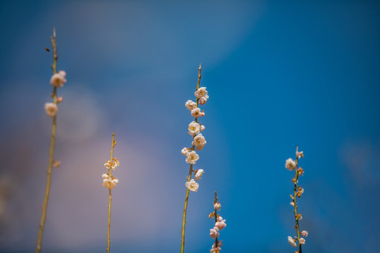 中山市樹木園梅花