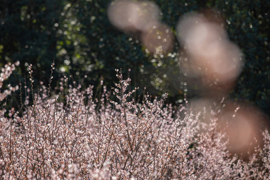 樹木園梅花