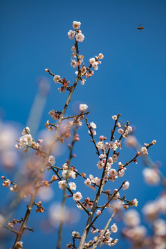 樹木園梅花