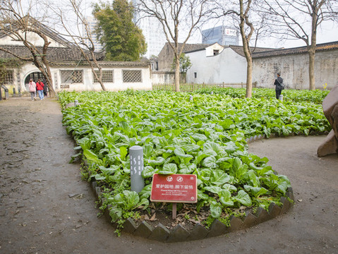 菜園子