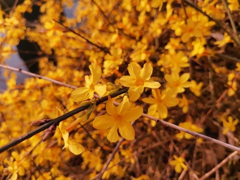 迎春花