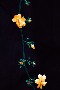 迎春花