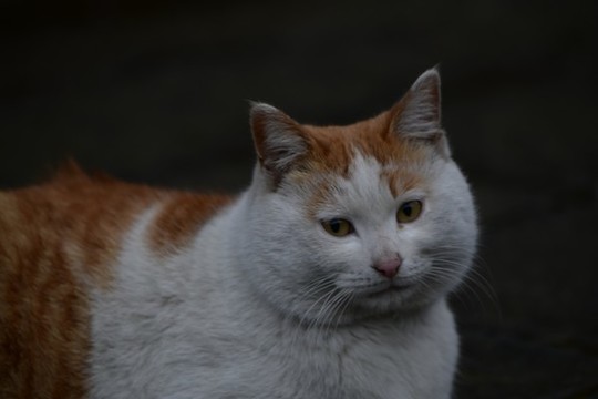 小花貓