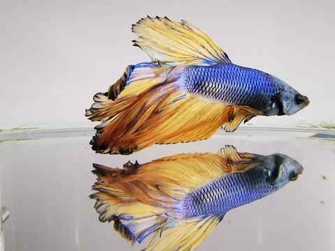 寵物魚