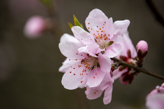 桃花