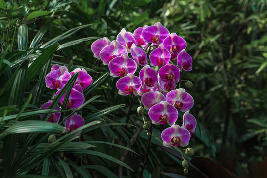 武漢東湖植物園的蝴蝶蘭