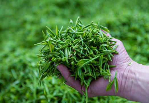 重慶山區(qū)迎來春茶采摘季