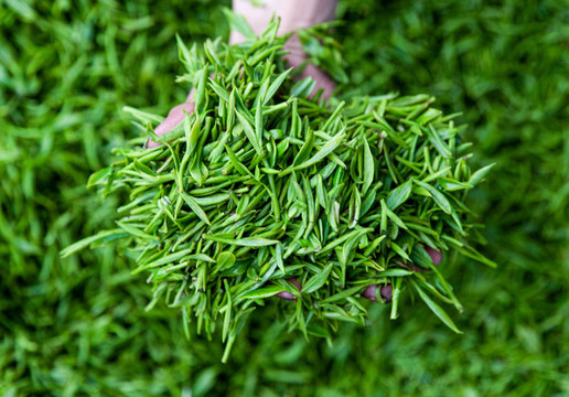 重慶山區(qū)迎來春茶采摘季