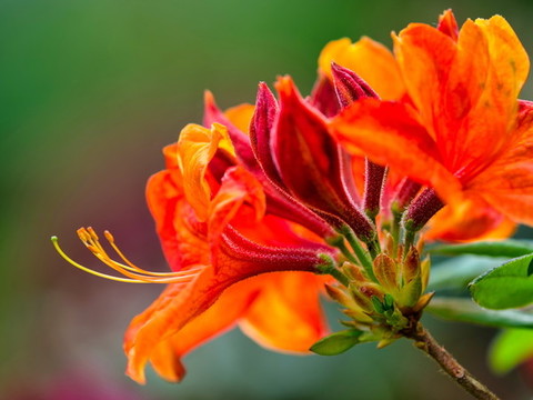 火焰花