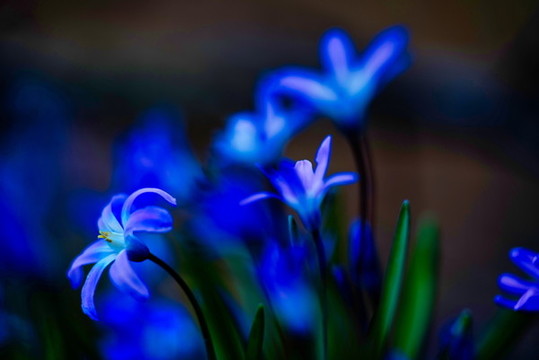 藍鈴花