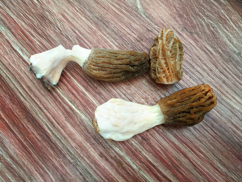 拍攝食材羊肚菌