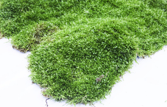 草皮苔蘚
