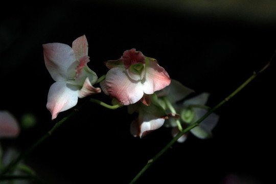 迎春花