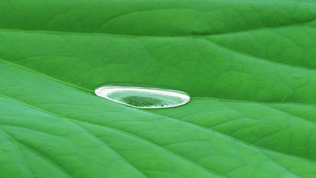 雨中的荷葉特寫(xiě)水滴雨珠水珠