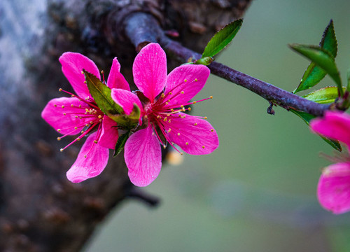 陽(yáng)春三月桃花盛開