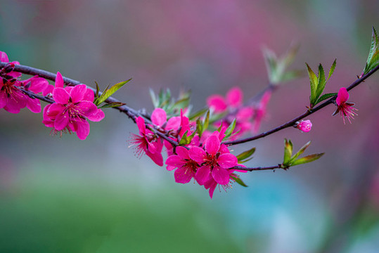 陽春三月桃花盛開