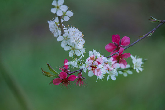 陽春三月桃花盛開