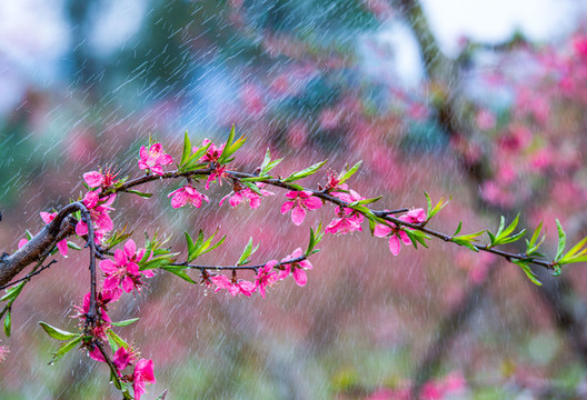 陽(yáng)春三月桃花盛開(kāi)