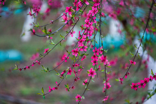陽春三月桃花盛開