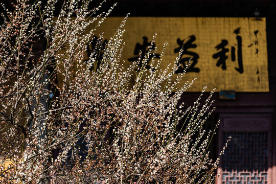 靈隱寺探梅