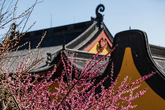 靈隱寺探梅
