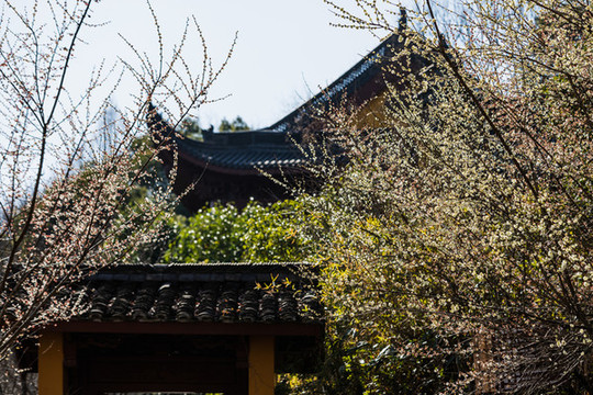 杭州永福寺探梅