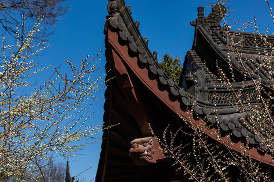 杭州永福寺探梅