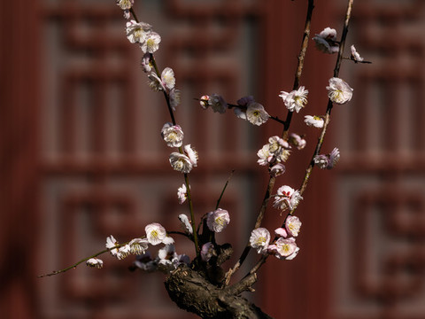 杭州永福寺探梅