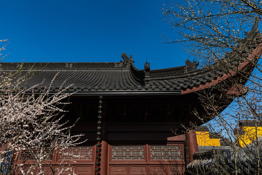 杭州永福寺探梅