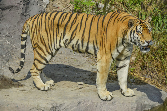 動(dòng)物園老虎