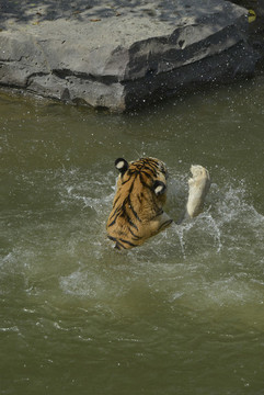 動物園老虎