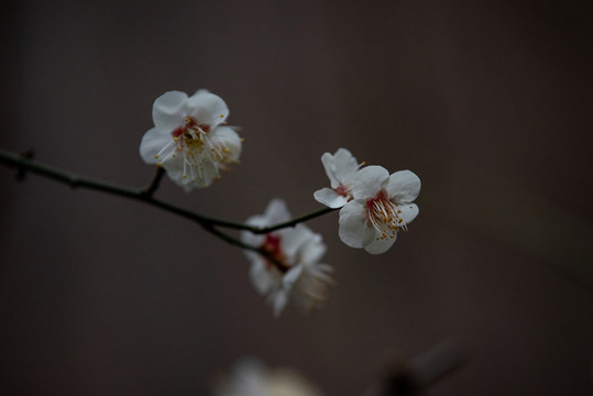 濟(jì)南千佛山桃花盛開03
