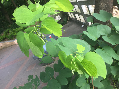 洋紫荊葉子
