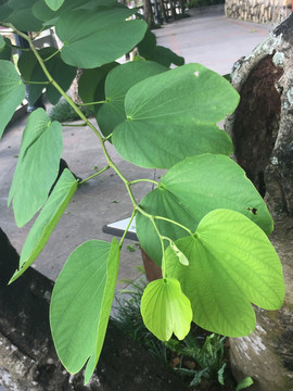 洋紫荊葉子
