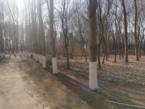 樹林