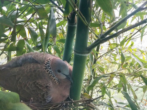 巢穴斑鳩