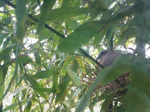 竹林巢穴斑鳩