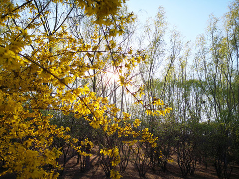 迎春花
