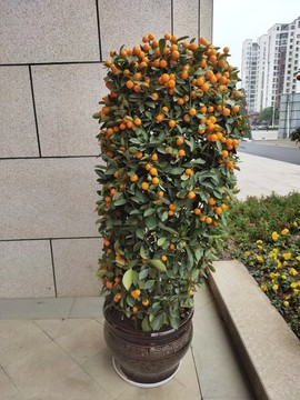 金橘盆景