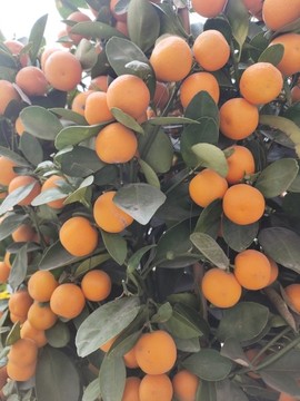 小金橘