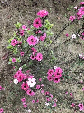 紅花綠葉