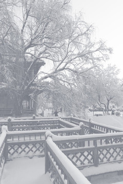 雪后的公園