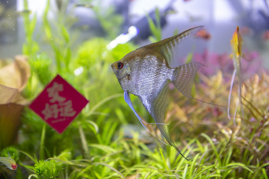 水族箱觀賞魚(yú)