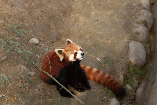 秦嶺野生動(dòng)物園小熊貓