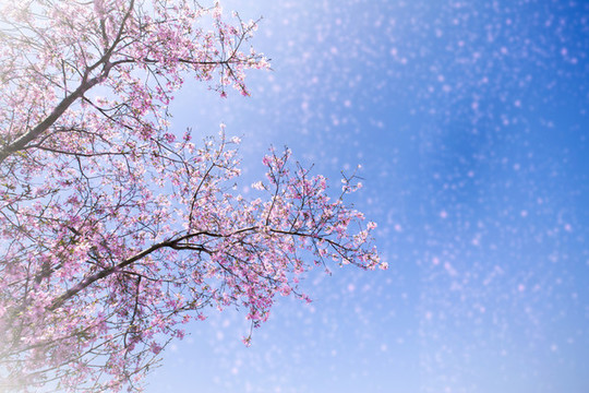 櫻花夢(mèng)園