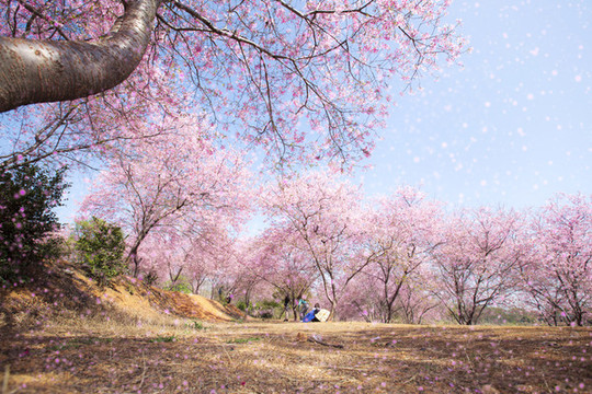 櫻花夢園