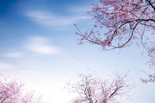櫻花夢園