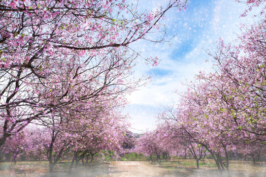 櫻花夢園