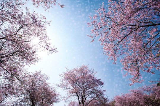 櫻花夢園